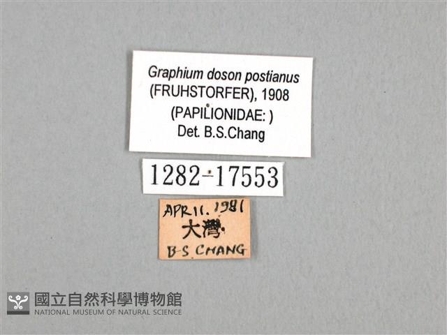 木蘭青鳳蝶藏品圖，第3張