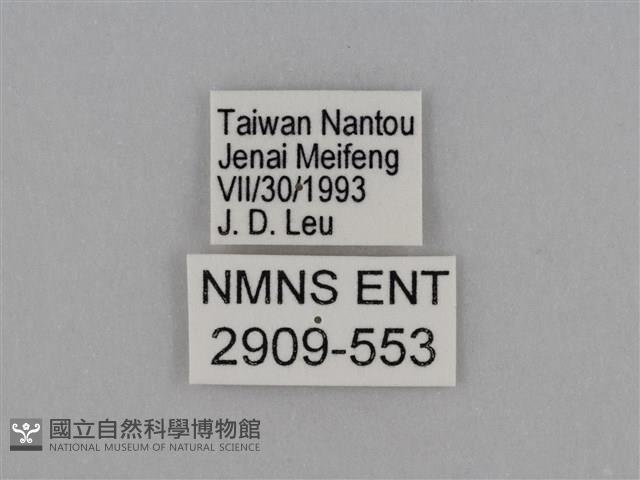 圓翅鉤粉蝶藏品圖，第3張