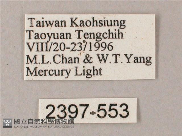 藏斜紋天蛾藏品圖，第3張