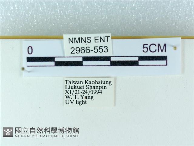 粉蝶燈蛾藏品圖，第3張