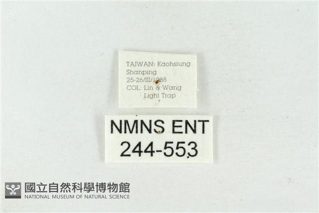 連珠波紋蛾藏品圖，第3張