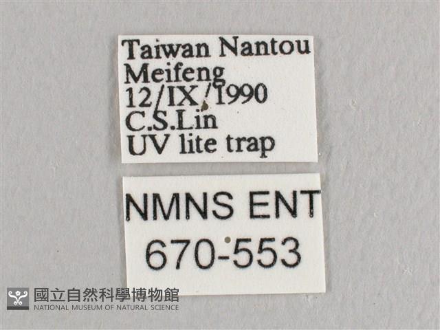 銀端帶鉤蛾藏品圖，第3張