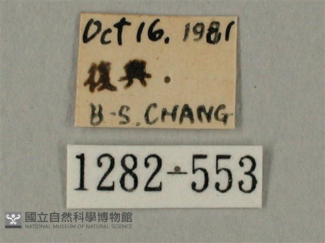 棕綠背線天蛾藏品圖，第3張