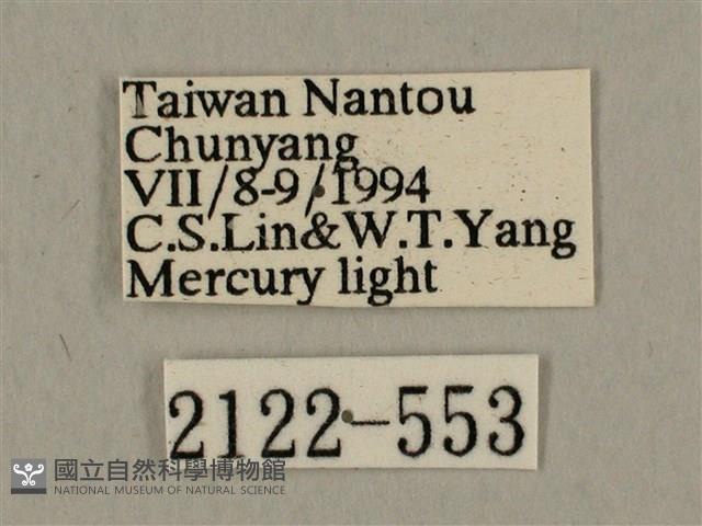 背中白天蛾藏品圖，第3張