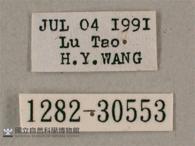 背帶斜紋天蛾藏品圖，第3張