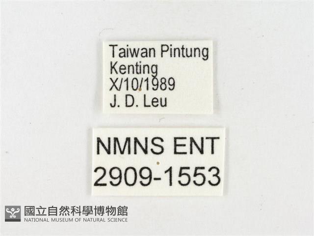 島嶼黃蝶、江崎黃蝶藏品圖，第3張