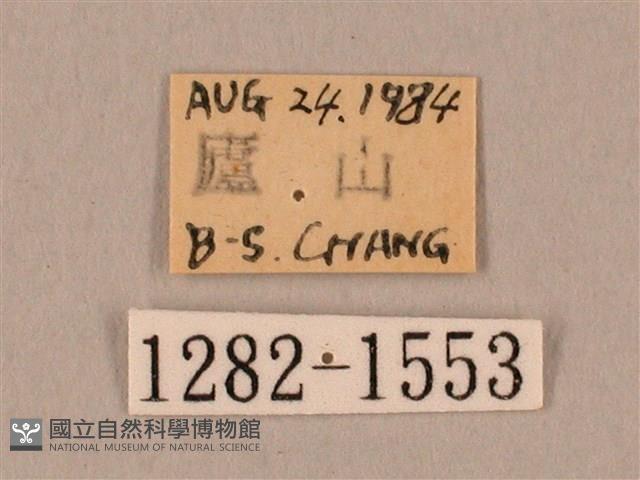 裂斑鷹翅天蛾藏品圖，第3張