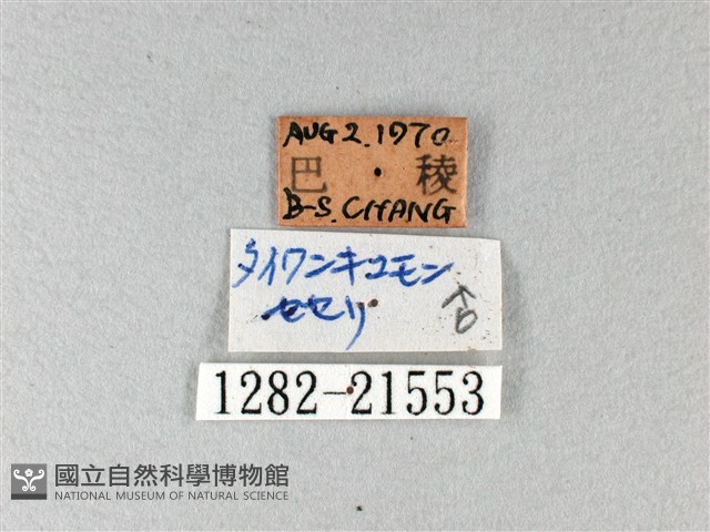 綠弄蝶藏品圖，第3張