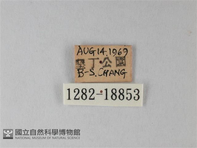 橙端粉蝶、端紅蝶藏品圖，第3張