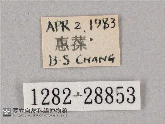 榆綠天蛾藏品圖，第3張