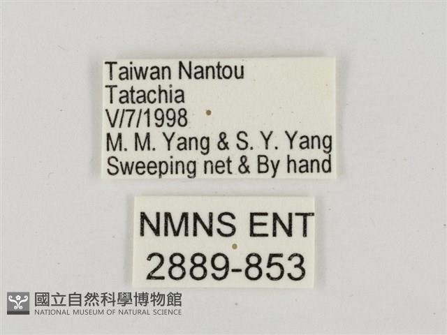 淡褐脈粉蝶藏品圖，第3張