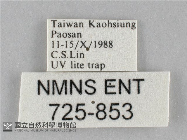 斜紋夜盜蛾藏品圖，第3張