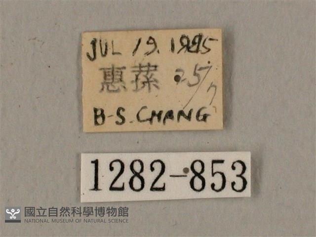 鋸線天蛾藏品圖，第3張