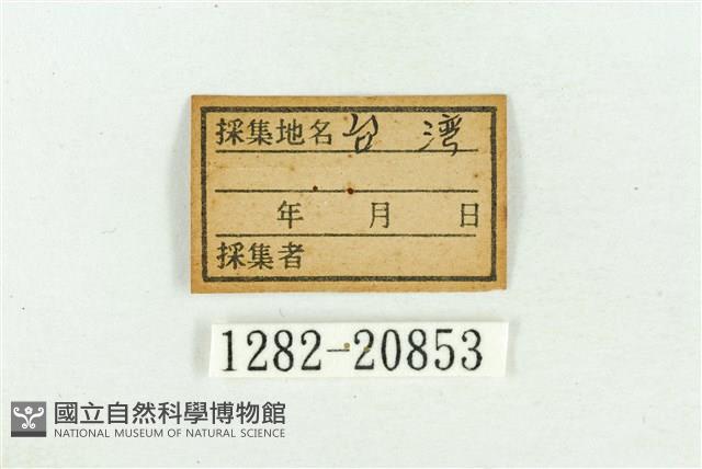 褐翅青灰蝶藏品圖，第3張