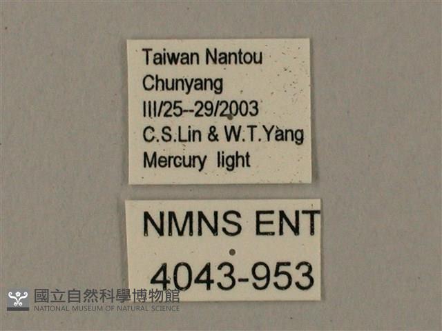 臺灣鋸翅天蛾藏品圖，第3張