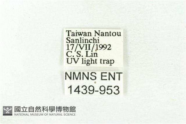 樹形尺蛾藏品圖，第3張