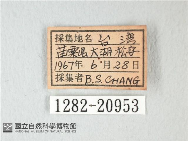 細邊琉灰蝶藏品圖，第3張
