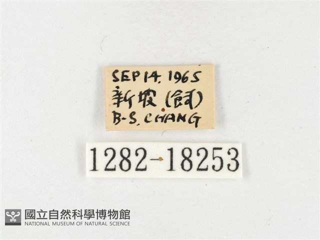 島嶼黃蝶、江崎黃蝶藏品圖，第3張