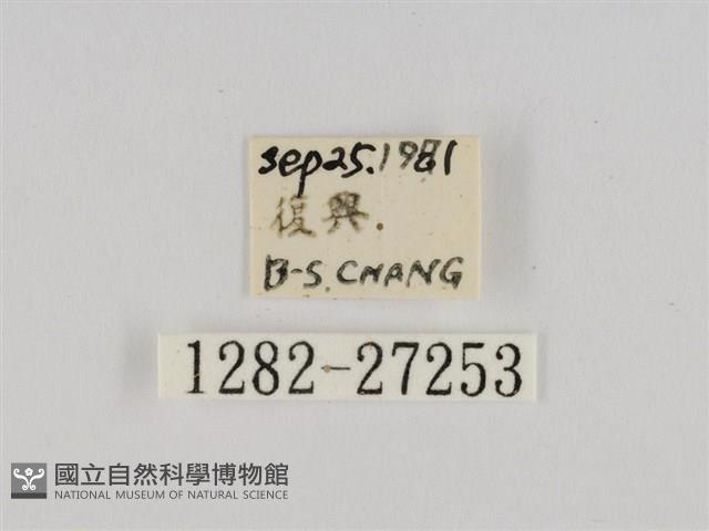 線紋篩蛾藏品圖，第3張