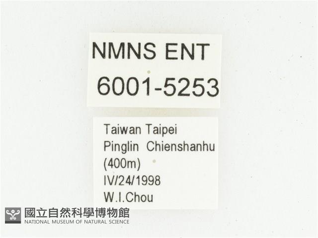 血紅虎斑花金龜藏品圖，第2張