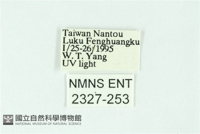 三條橙燈蛾藏品圖，第3張
