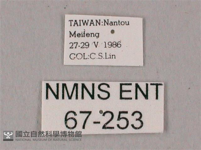 粗斜紋天蛾藏品圖，第3張