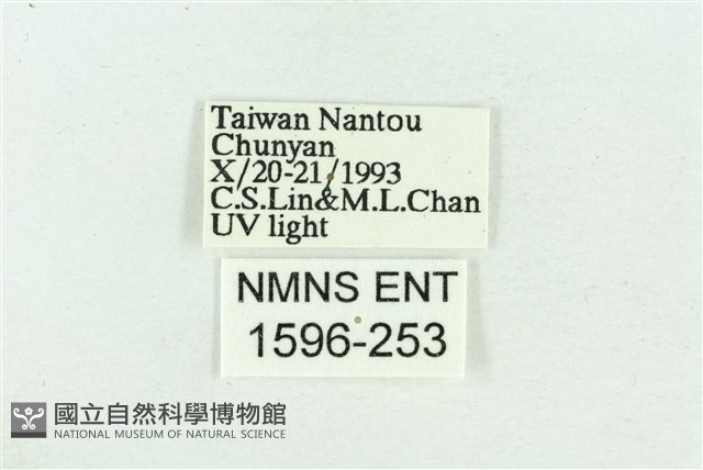 粉紅帶散紋夜蛾藏品圖，第3張