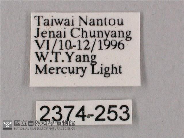 桃紅六點天蛾藏品圖，第3張