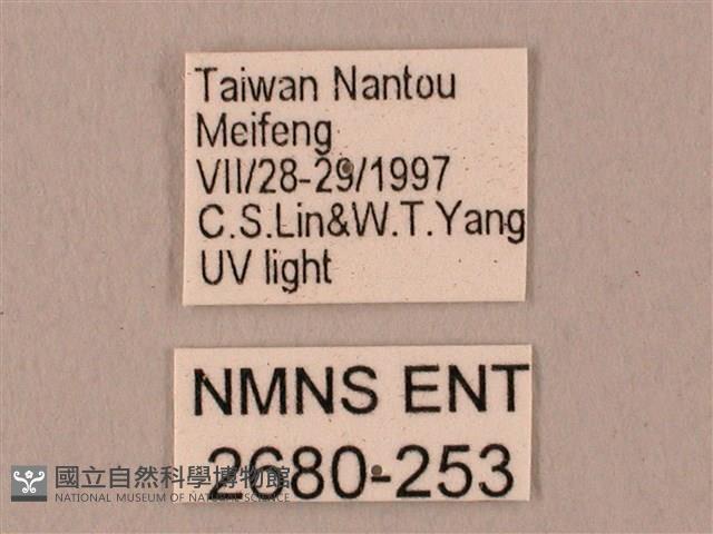 栗六點天蛾藏品圖，第3張