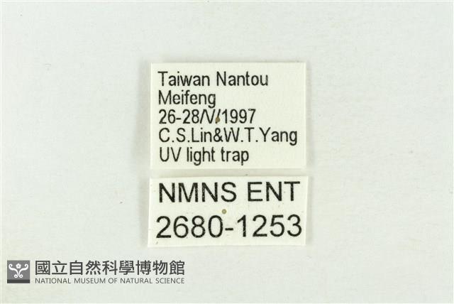 棍棒污燈蛾藏品圖，第3張