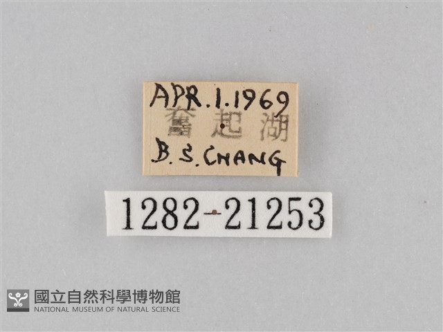 小波眼蝶藏品圖，第3張