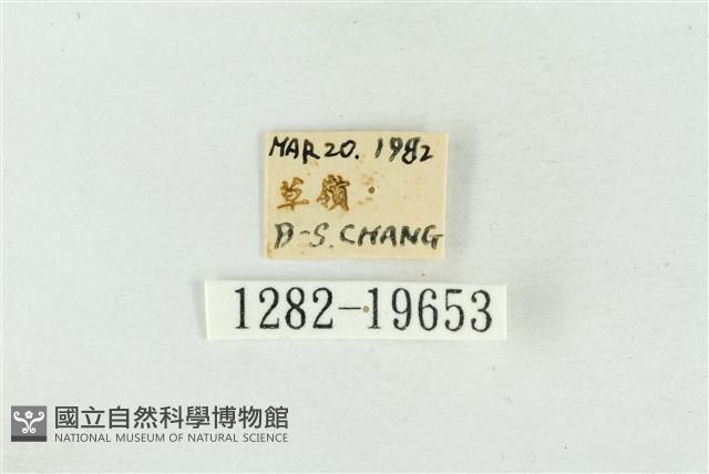 大斑波紋蛾藏品圖，第3張