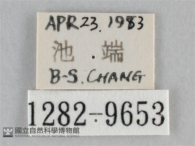 澄線尺蛾藏品圖，第3張