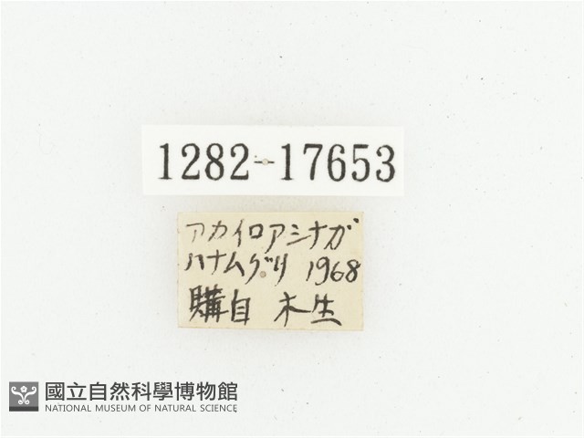 血紅虎斑花金龜藏品圖，第2張