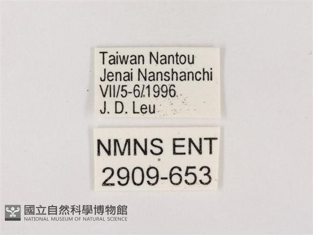 嫵琉灰蝶藏品圖，第3張