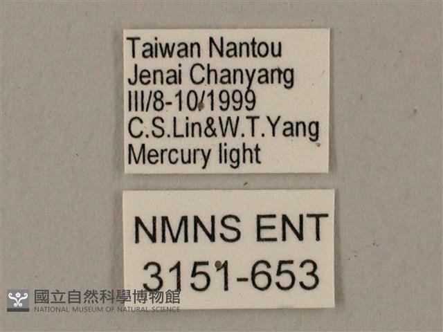 臺灣鋸翅天蛾藏品圖，第3張