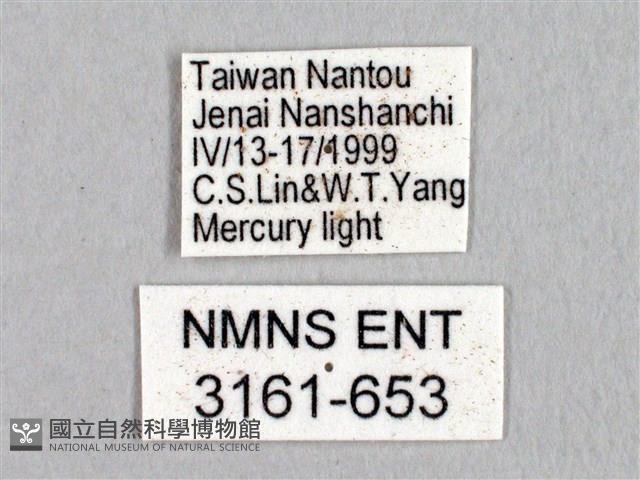 蓬萊灰紋帶蛾藏品圖，第3張