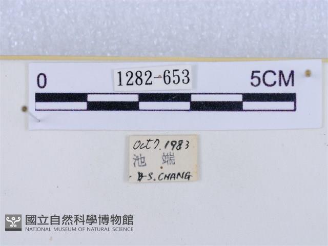 閃光苔蛾藏品圖，第3張