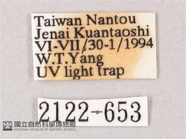 榆綠天蛾藏品圖，第3張