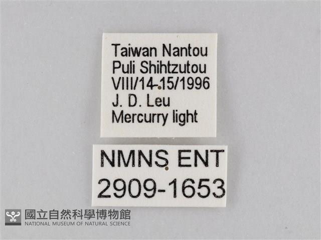 橙擬燈蛾藏品圖，第3張