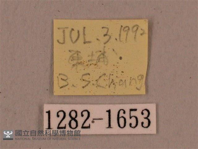 灰紋長喙天蛾藏品圖，第3張