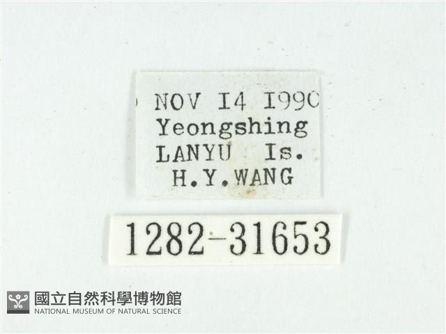 叉紋閃舞蛾藏品圖，第3張