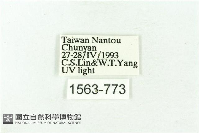 臺雪苔蛾藏品圖，第3張