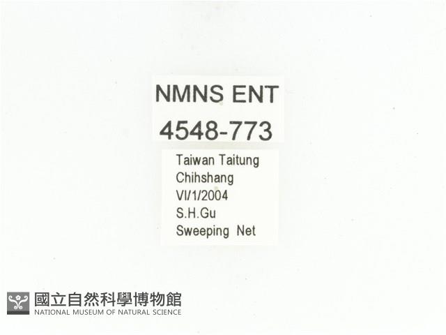 銅點花金龜藏品圖，第2張