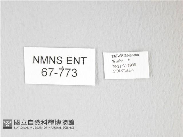 圓翅大鉤蛾藏品圖，第3張