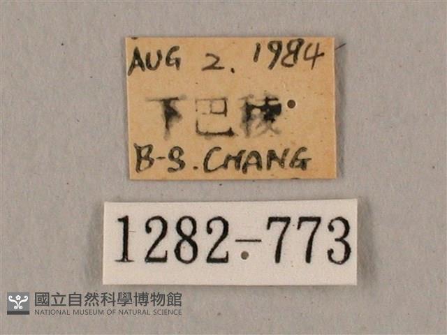 廣東鷹翅天蛾藏品圖，第3張