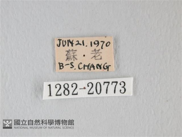靛色琉灰蝶藏品圖，第3張