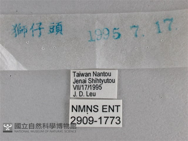 長紋黛眼蝶藏品圖，第3張