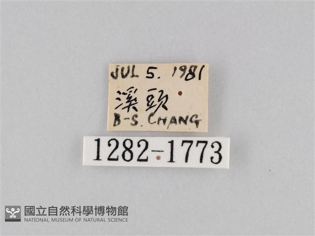 橙擬燈蛾藏品圖，第3張