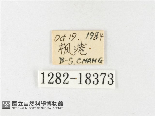 島嶼黃蝶、江崎黃蝶藏品圖，第3張